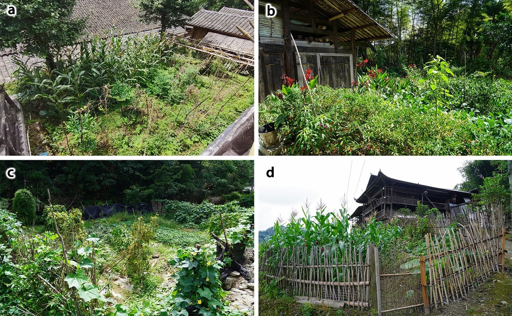 Factors Influencing Plant Choices and Traditional Knowledge in Tujia Homegardens