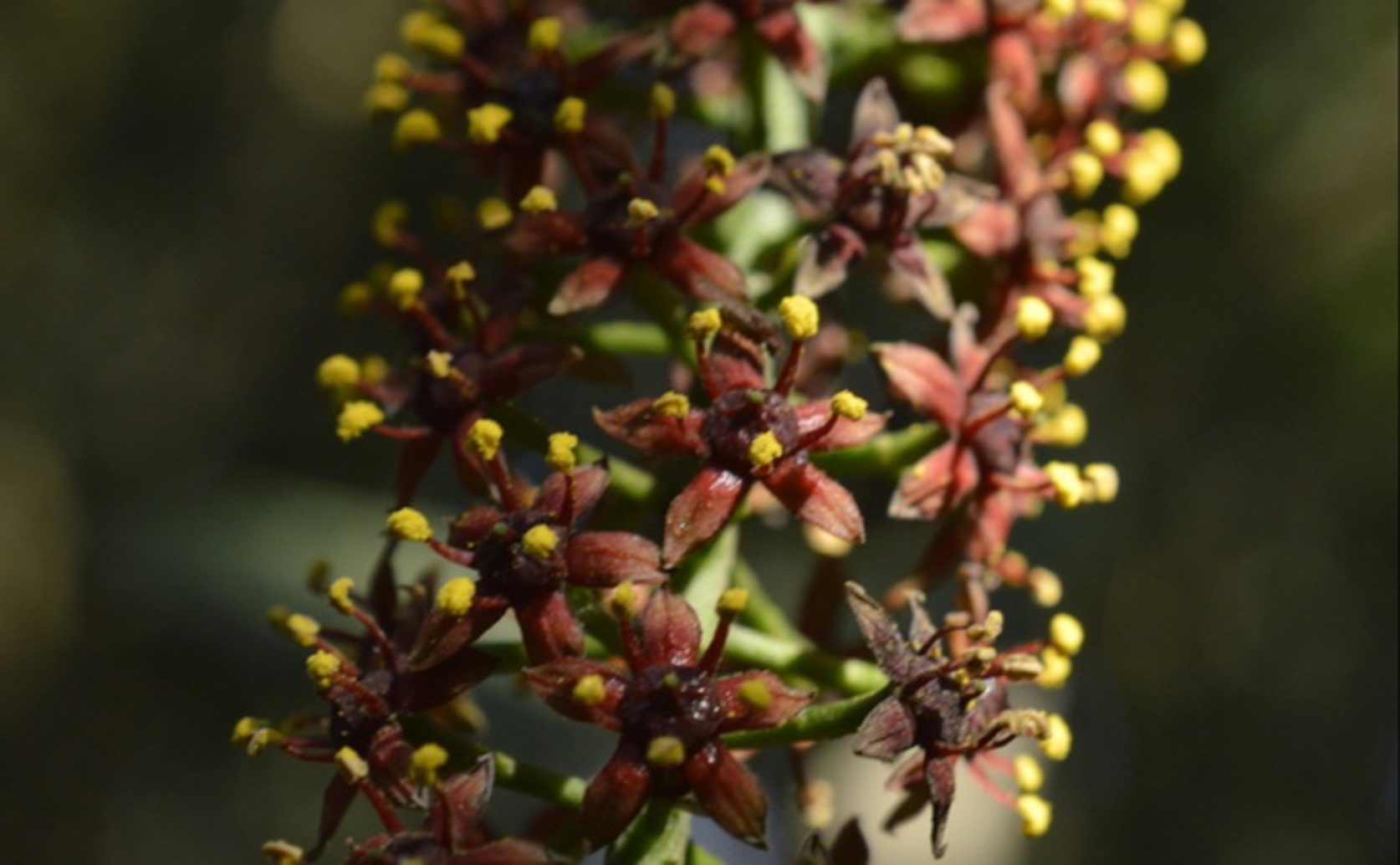 Calming and Anesthetic Effects of Essential Oils from Native Plants in Fish.