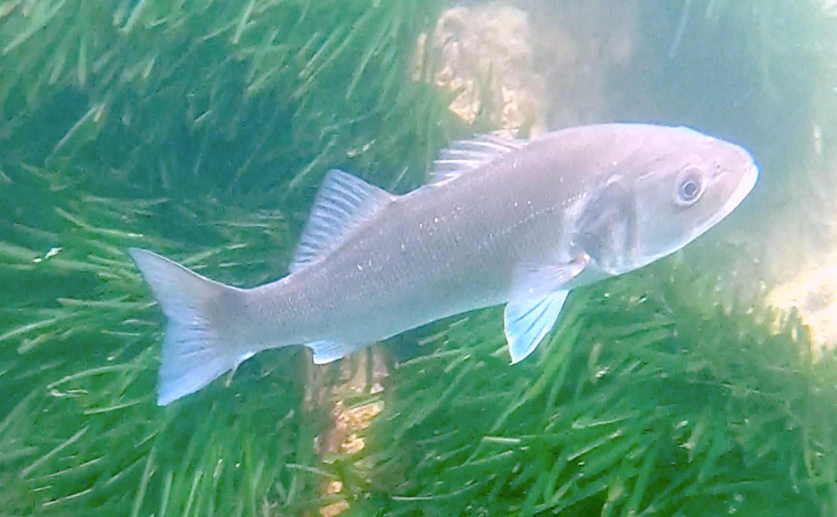 How Domestication Changes the DNA of Seabass and Their Adaptation to Captivity