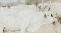 How Manure from Antibiotic-Treated Cattle Affects Soil Microbes