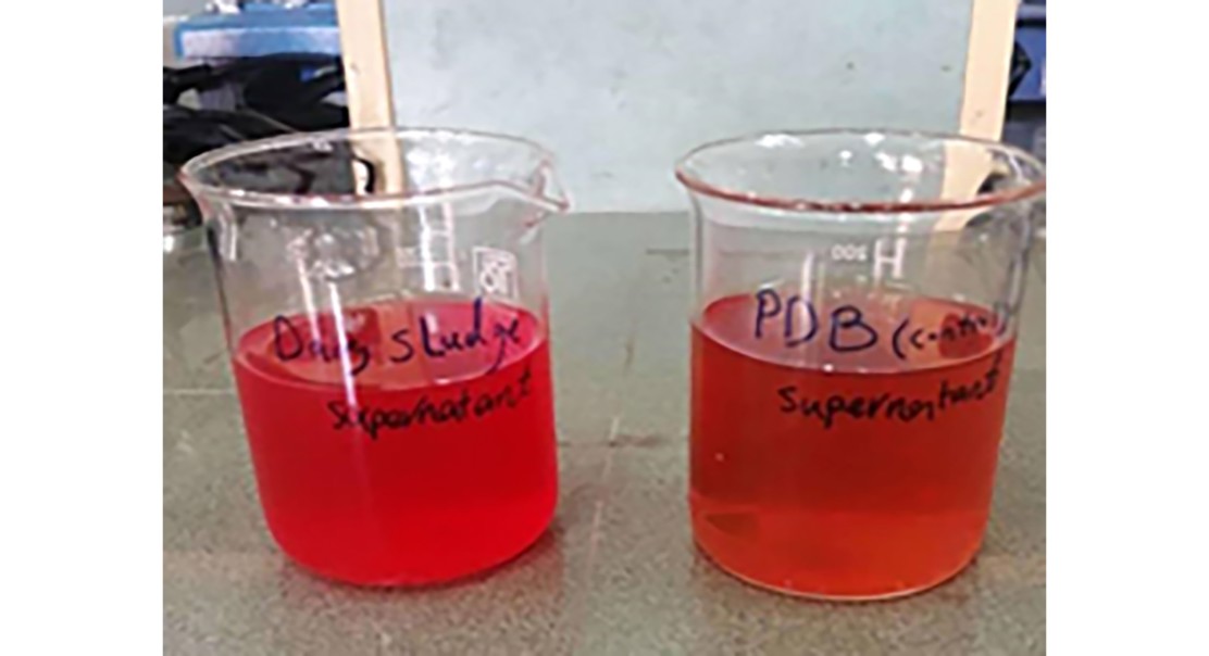 Boosting Red Pigment Production in Dairy Waste Using Natural Fermentation