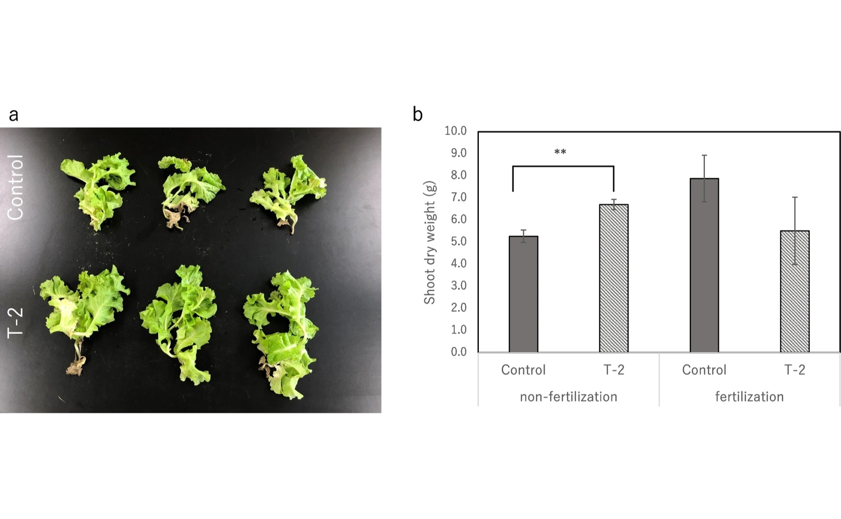 New Fungus Helps Plants Grow Better and Resist Stress