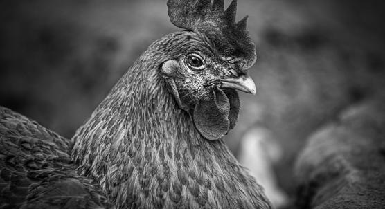 Improving Chicken Health with Grape Waste and Aloe Vera Gel