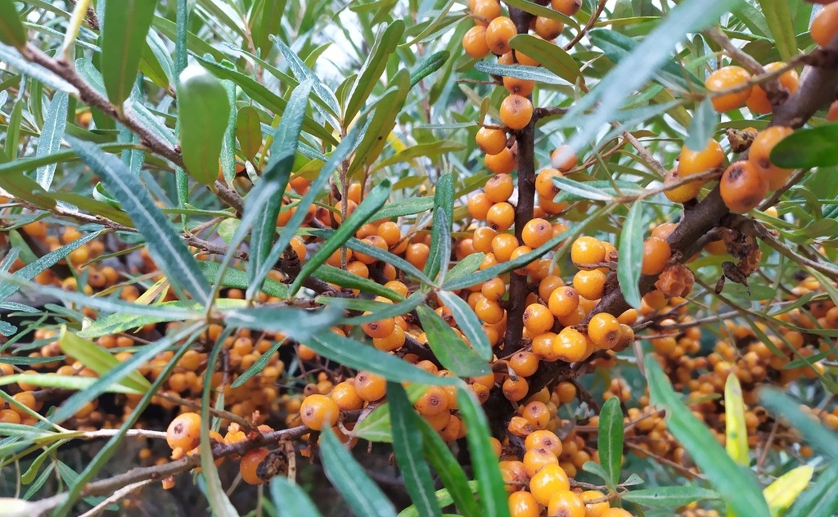 How Yulu Seaberry Grows and Responds to Drought Stress: An In-Depth Analysis