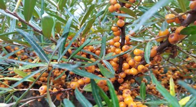 How Yulu Seaberry Grows and Responds to Drought Stress: An In-Depth Analysis