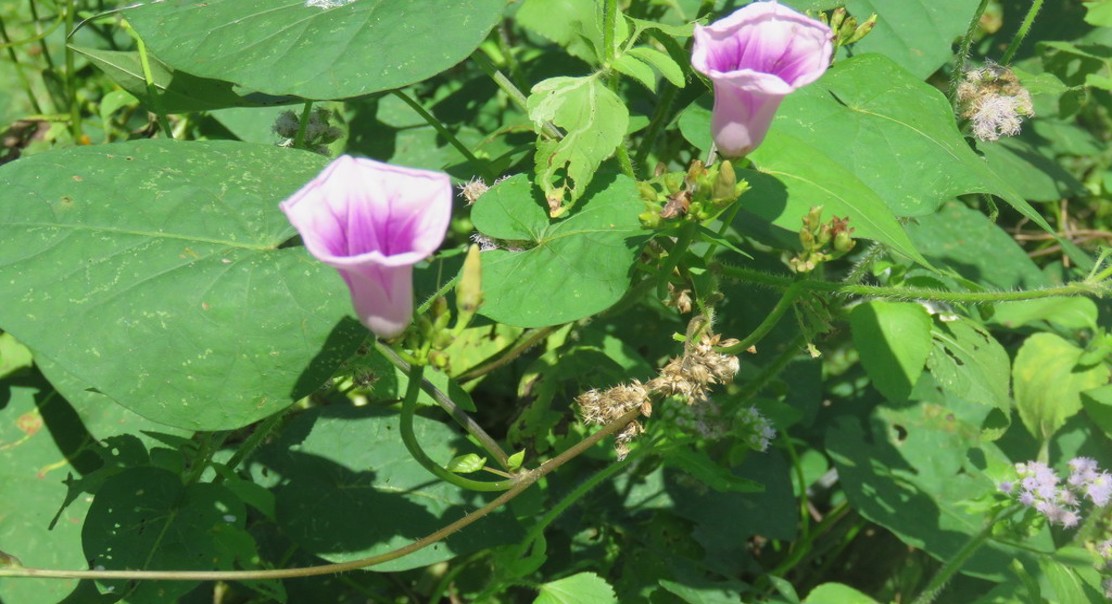 How Lactic Acid Bacteria Improve the Flavor of Fermented Sweet Potato Juice