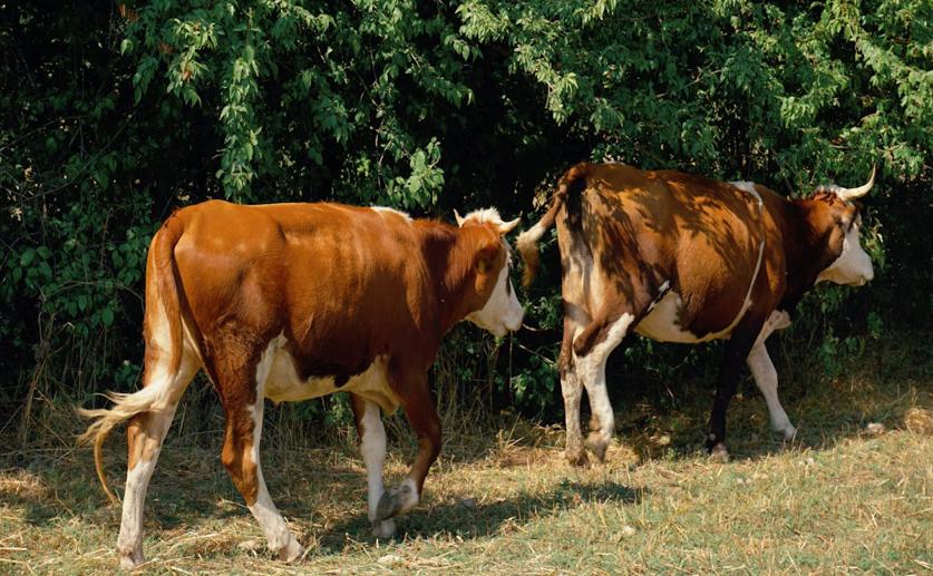 Timely Sample Collection Key to Identifying Causes of Livestock Abortions
