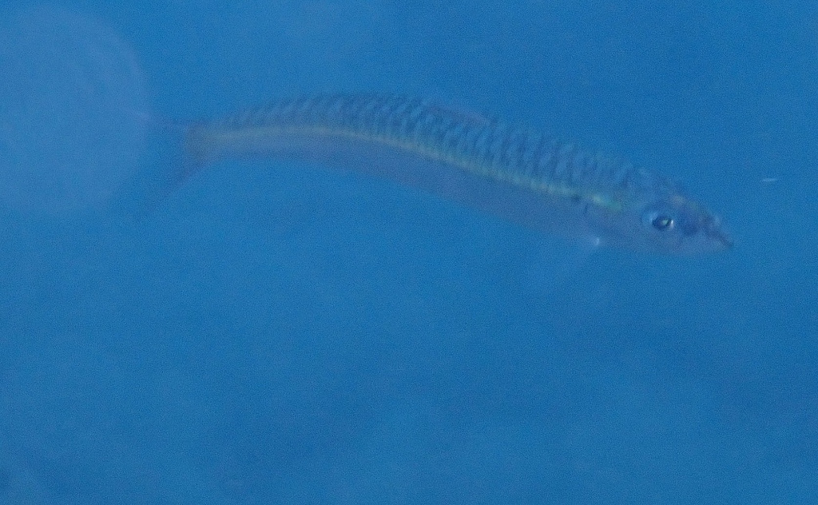 Soft Flesh Condition in European Sardines Caused by Parasite