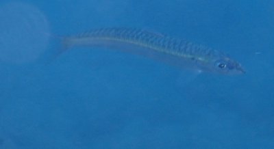 Soft Flesh Condition in European Sardines Caused by Parasite