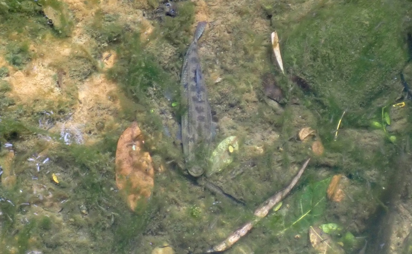 Mercury Levels in Fish from the Middle Pastaza River Basin