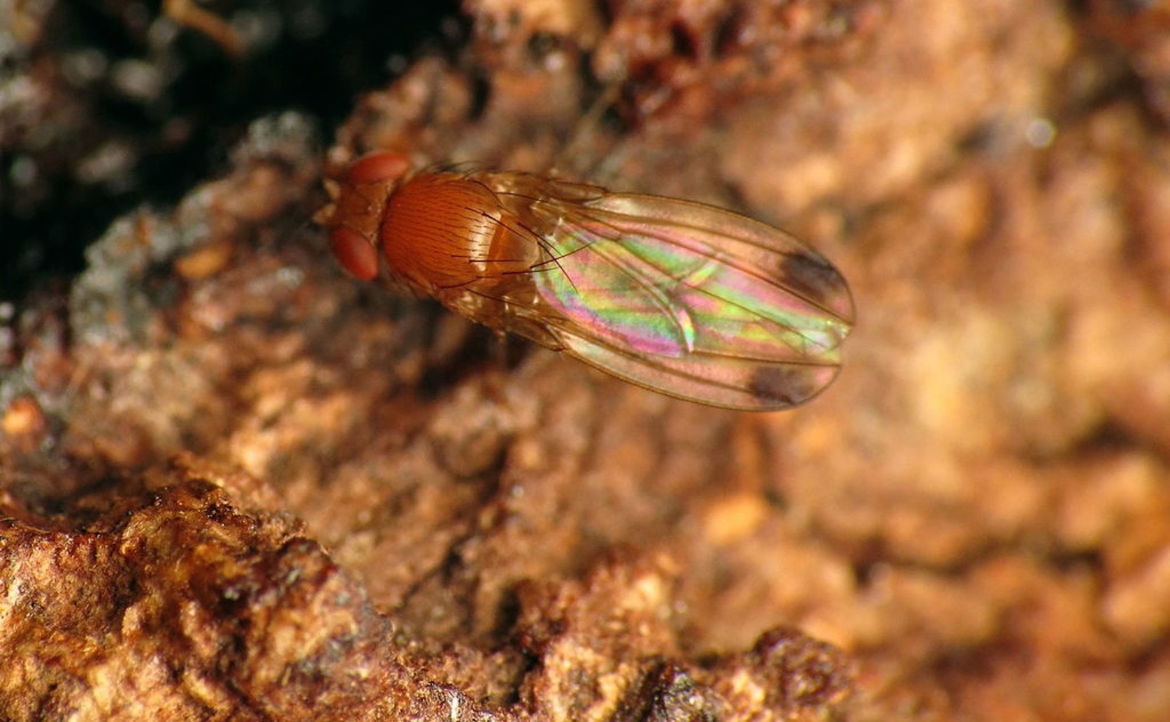 How Fruit Fly Larvae Create Their Own Living Spaces