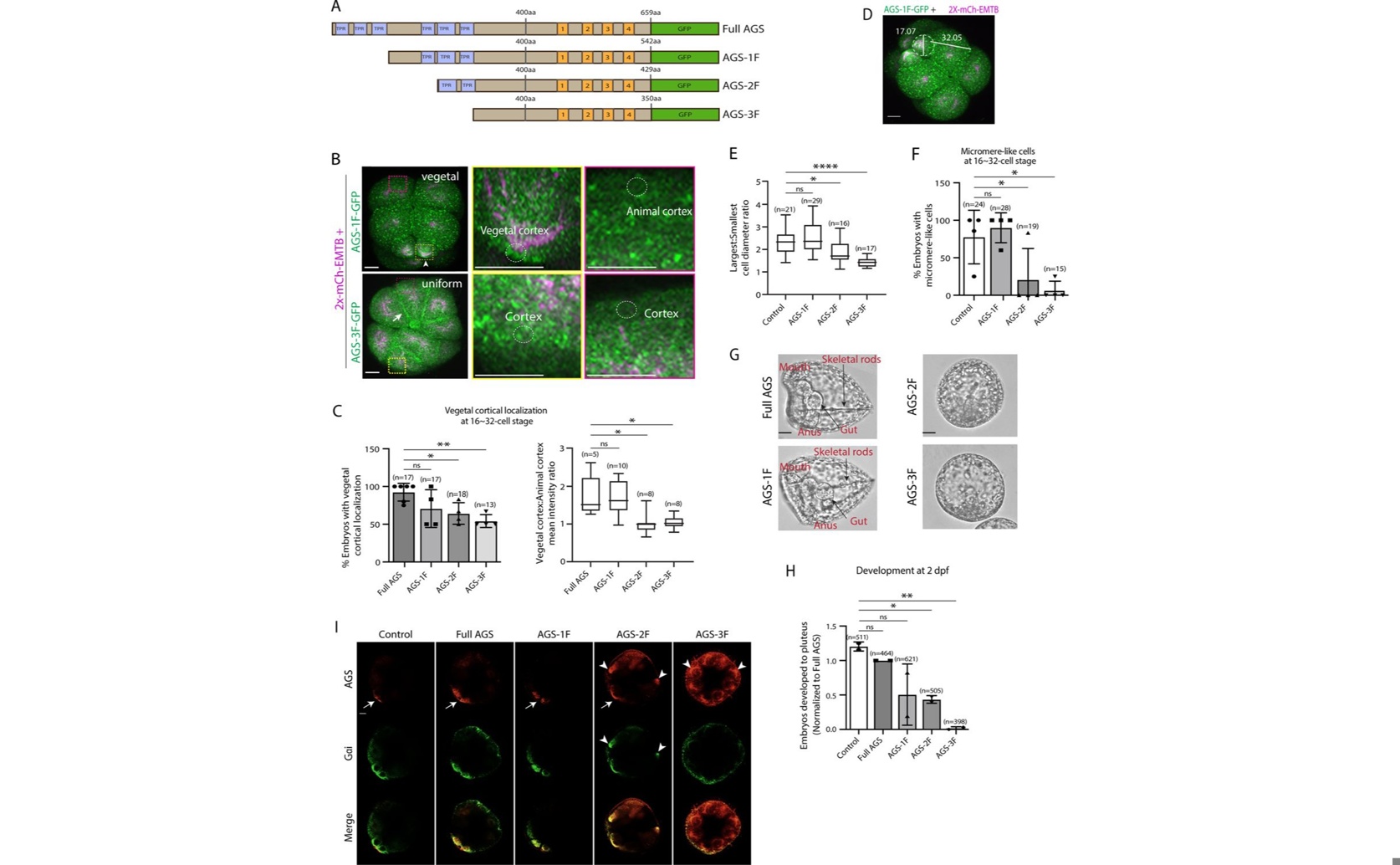 How Changes in a Protein Help Early Cell Development in Sea Urchin Embryos