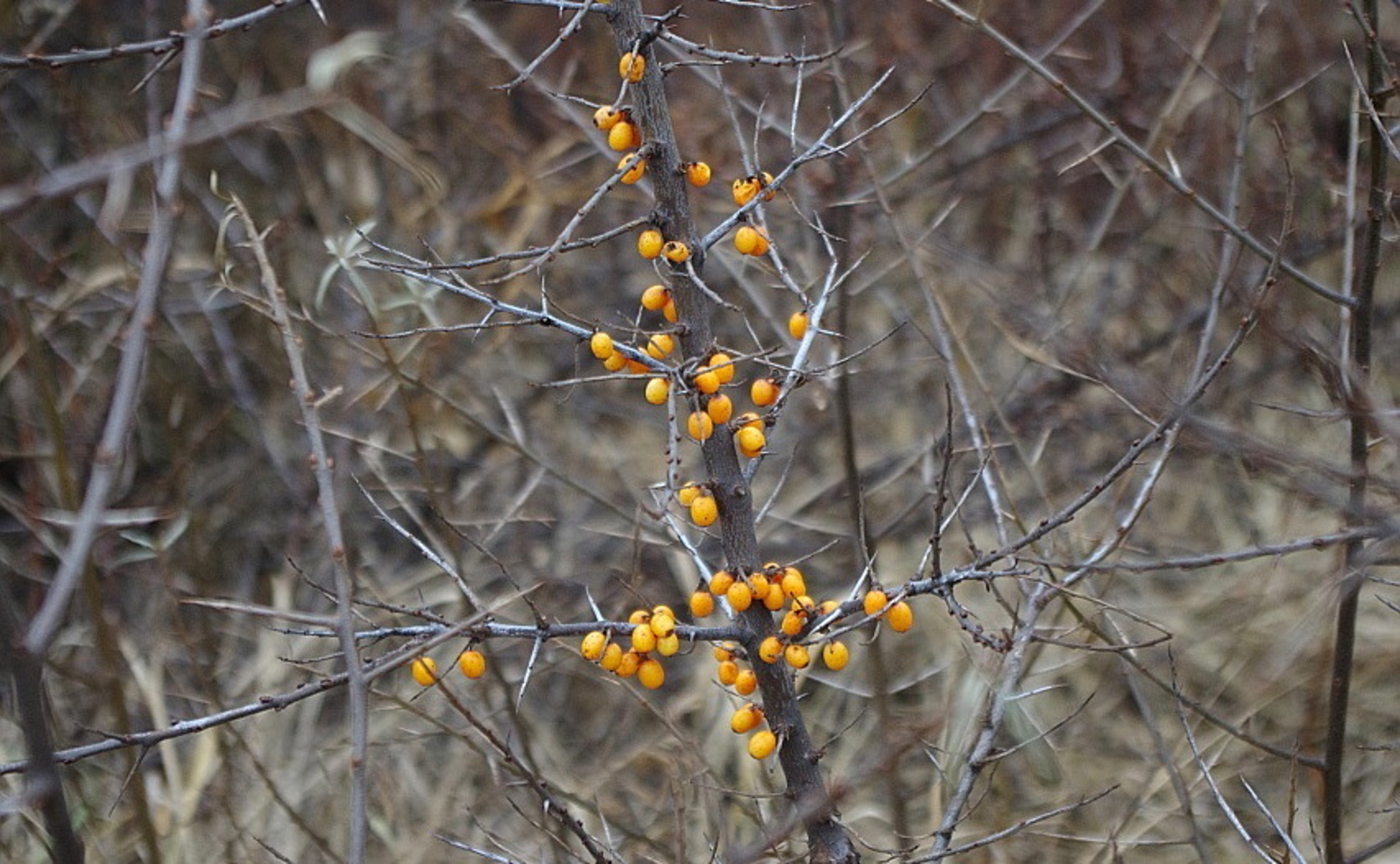 Regeneration Challenges for Sea Buckthorn After Spreading on the Tibetan Plateau