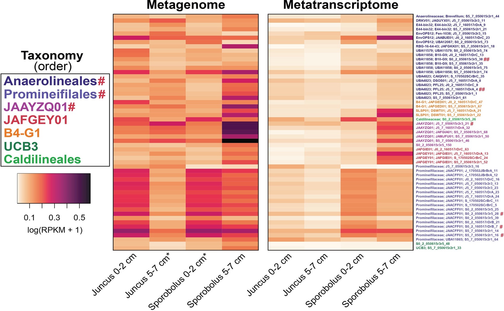 Discovering New Roles of Active and Abundant Bacteria in a Salt Marsh Ecosystem