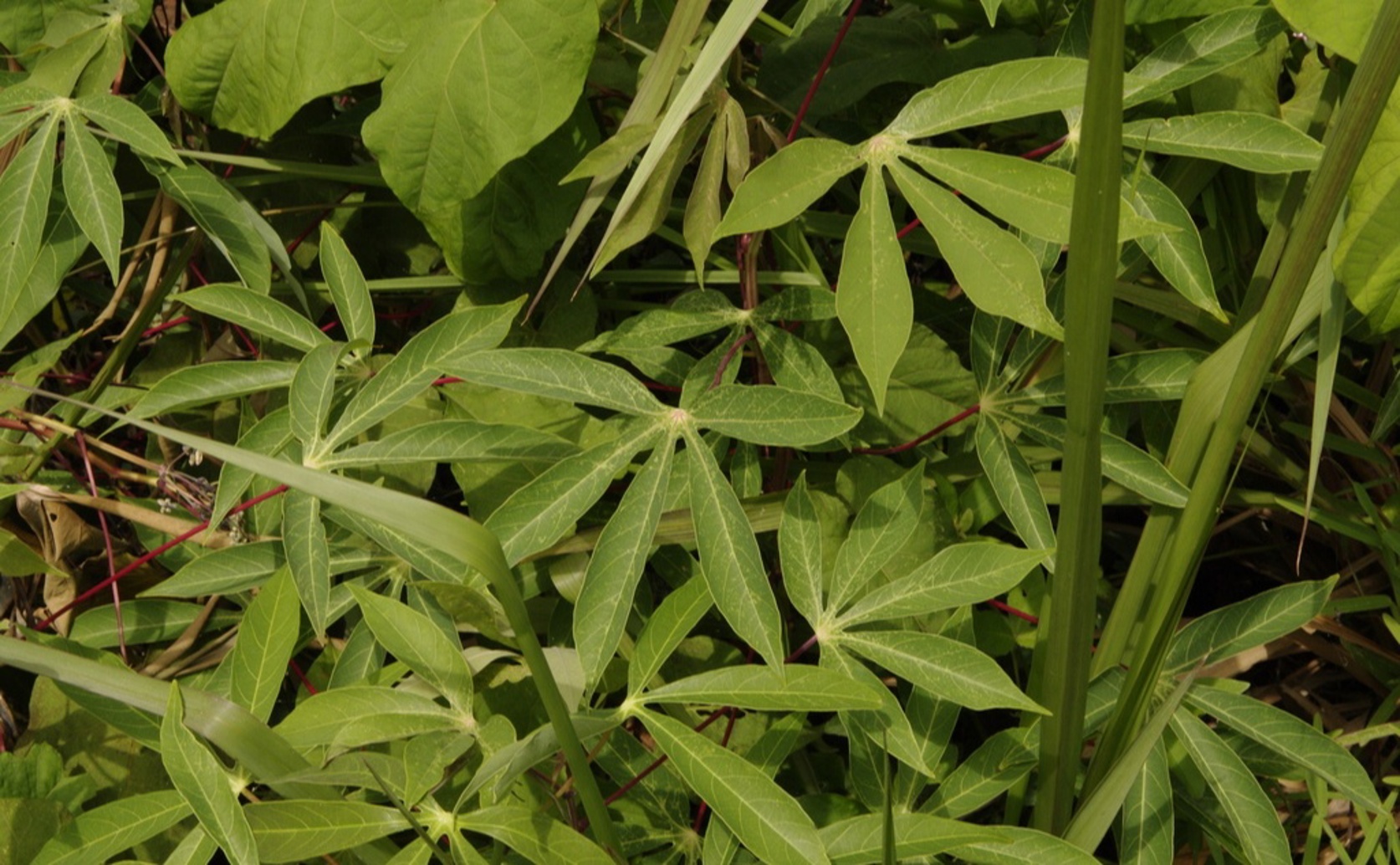 A New Hydroponic Method for Faster Cassava Growth: A First Study