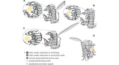 How Genomes Change When Bacteria Adapt to Living in Nectar