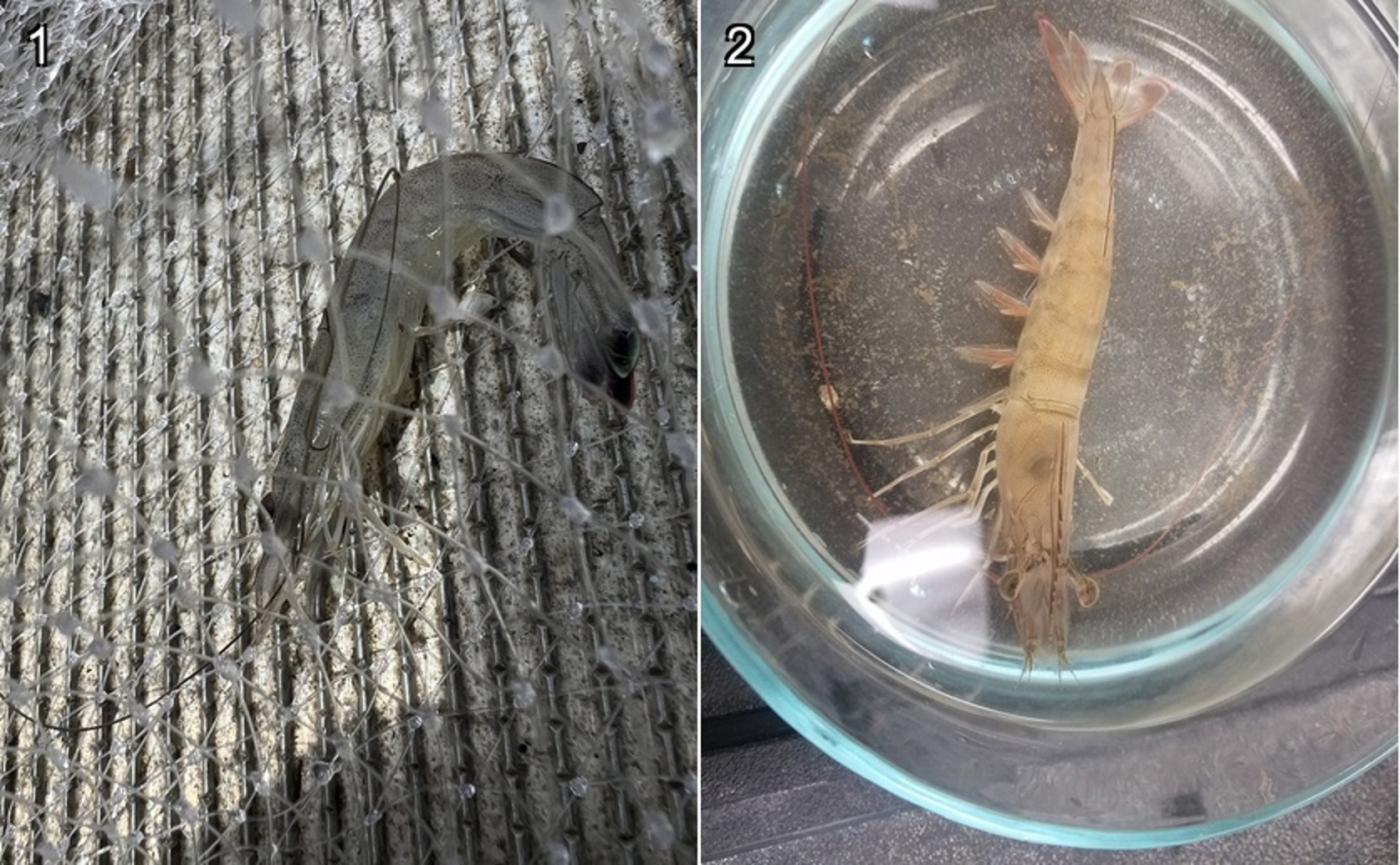 How Estuarine Shrimp Share Habitat and Resources: Effects on Growth and Survival