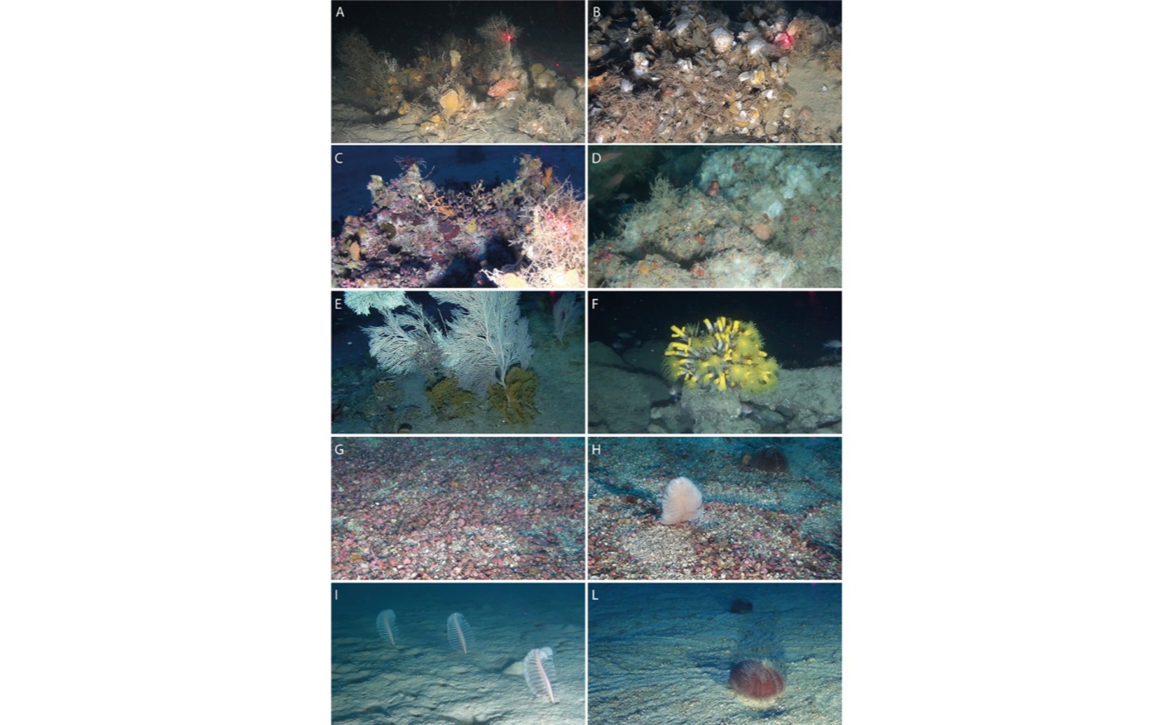 Future of Mediterranean Deep-Water Oyster Reefs and Their Diversity