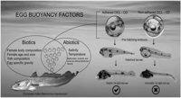 How Oil Drops in Fish Embryos Impact Their Survival