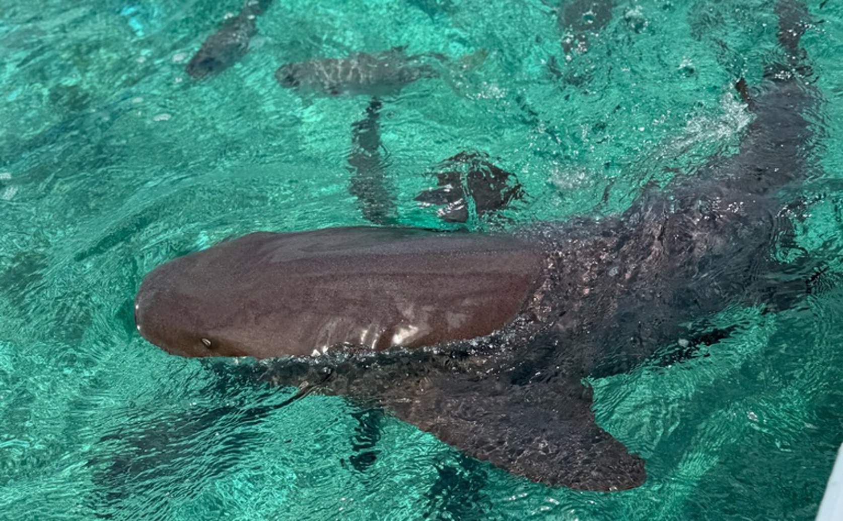 How Catch-and-Release Fishing Affects Stress Levels in Young Sharks