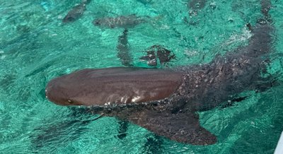 How Catch-and-Release Fishing Affects Stress Levels in Young Sharks