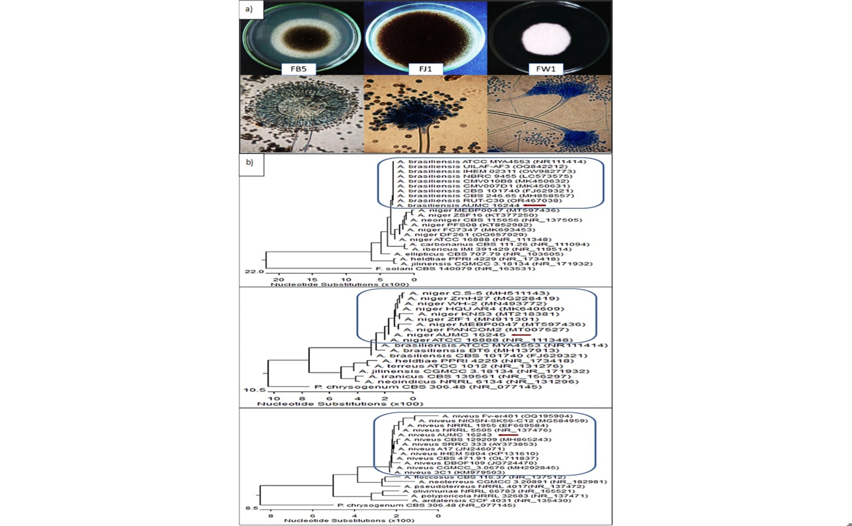 Understanding Plant Root Fungi: How They Produce and Use Helpful Enzymes
