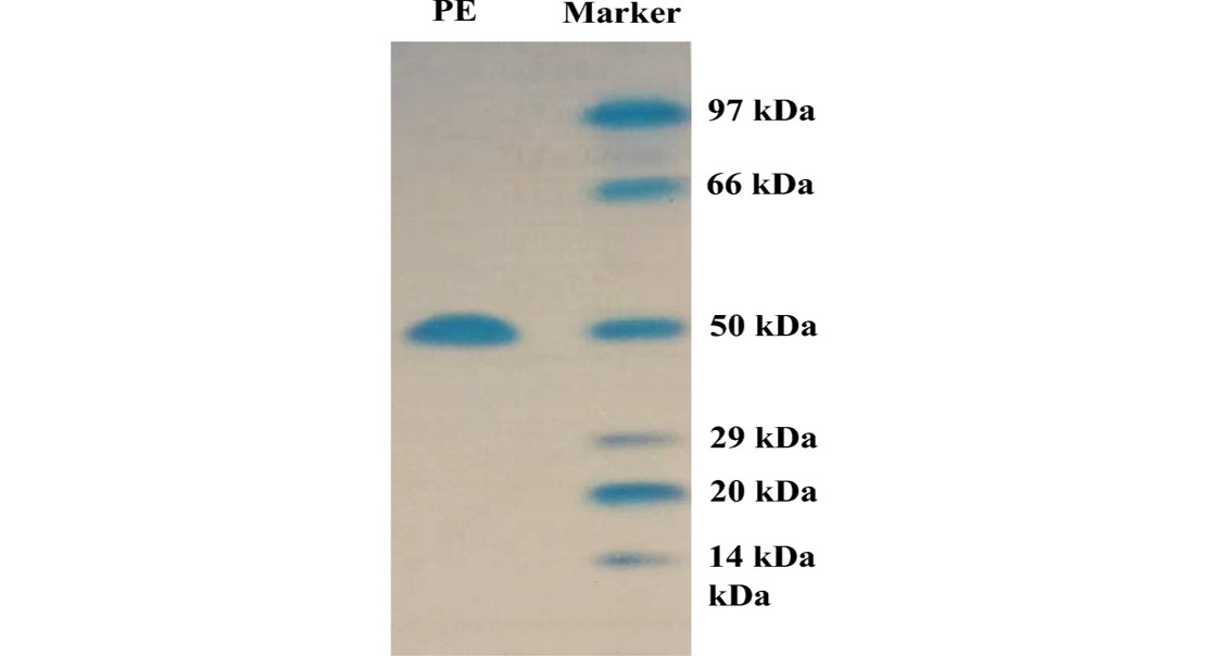 Using Purified Plant Enzyme on Natural Beads for Biotech Applications