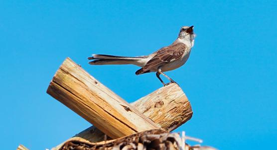 How Stress Hormones and Habitat Affect Bird Conservation