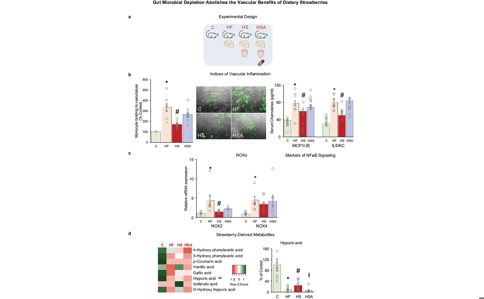 Gut Microbes Help Strawberries Reduce Vascular Inflammation