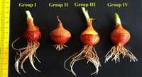 Boosting Onion Resilience to Salt Stress with Fusaric Acid