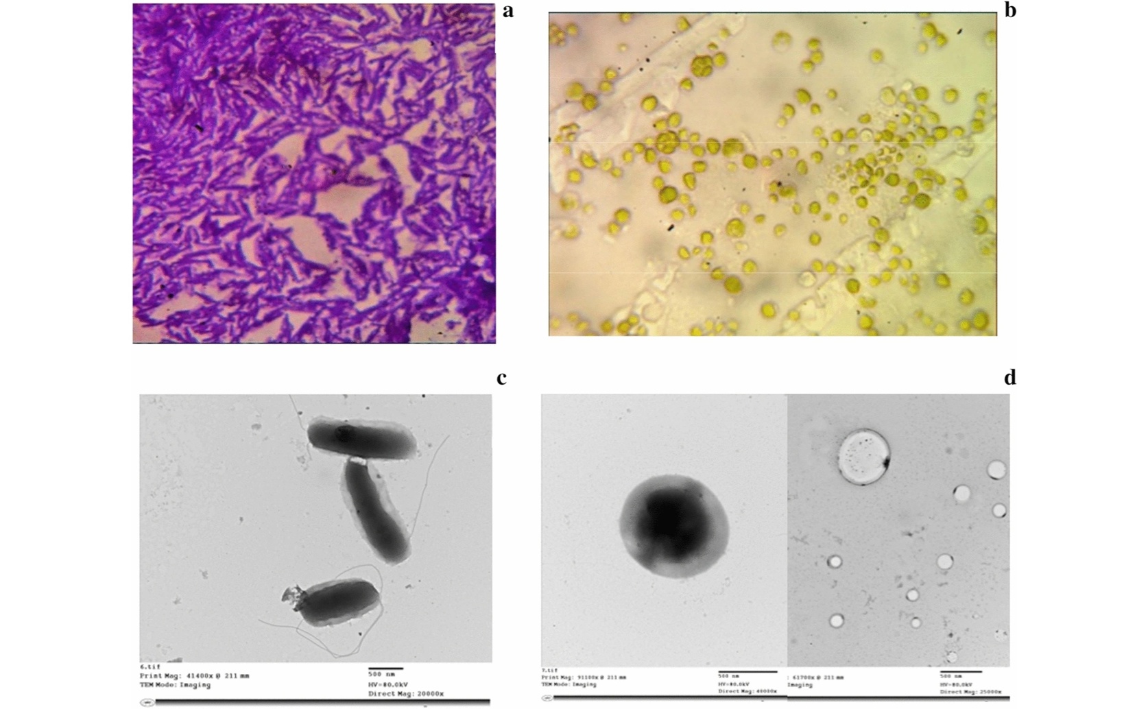 Cleaning Cyanide Wastewater Using Algae and Bacteria in a Light-Powered Reactor