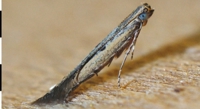 Discovering New Species: A Look at South Korea's Leaf-Mining Moths