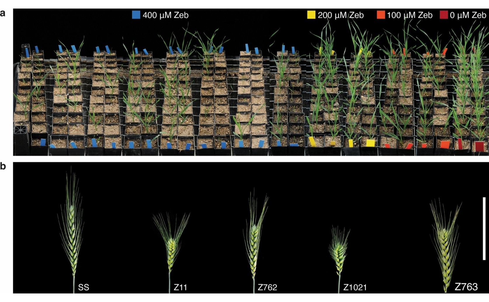 Exploring Zebularine's Ability to Enhance Crop Growth and Development