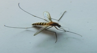 How Soil Affects Growth and Egg-Laying in Mosquitoes