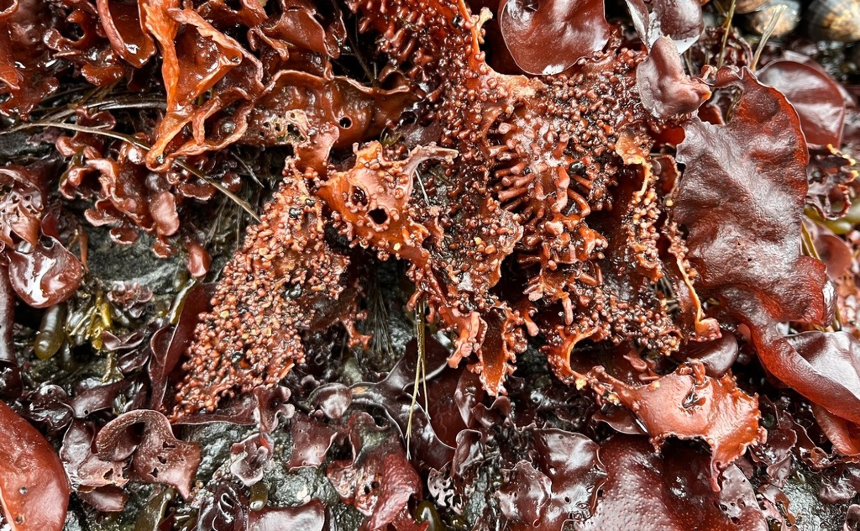 Nutritional Quality of Seaweed Across Different Ice Cover Levels