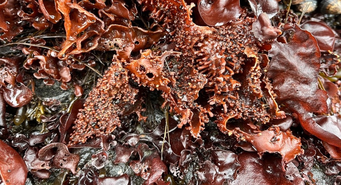 Nutritional Quality of Seaweed Across Different Ice Cover Levels