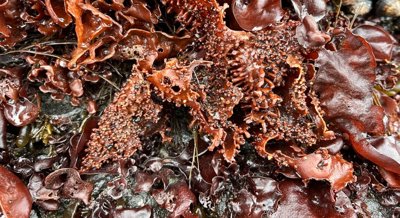Nutritional Quality of Seaweed Across Different Ice Cover Levels