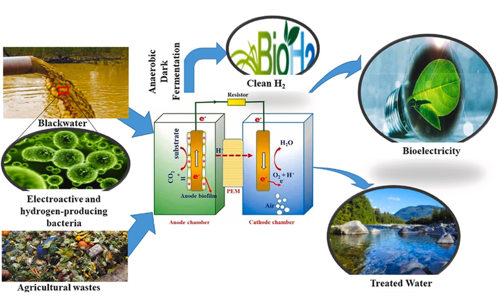 Turning Wastewater and Farm Waste into Clean Energy: A Microbial Solution