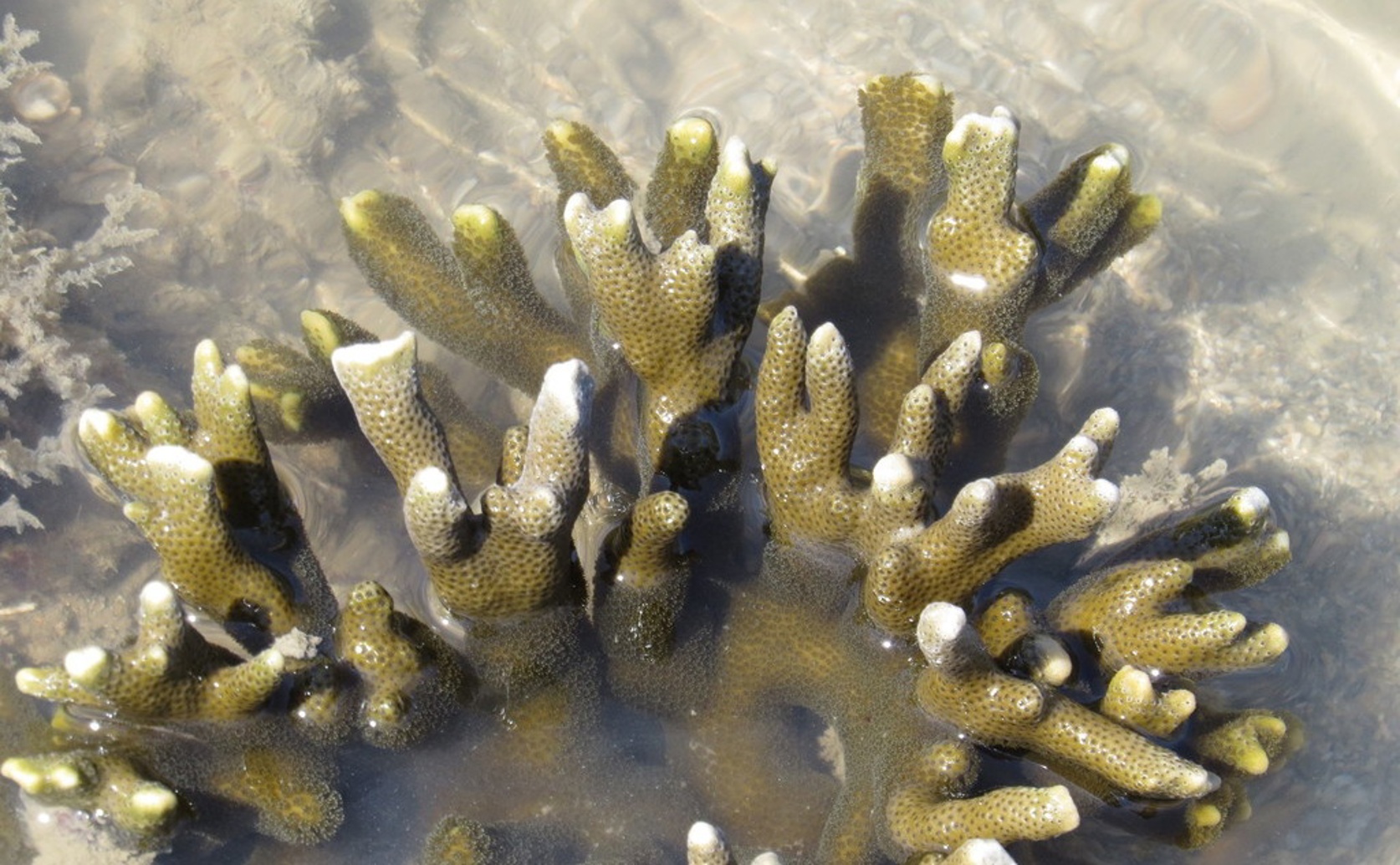 Beneficial Microbe Changes Help Coral Larvae Grow Stronger