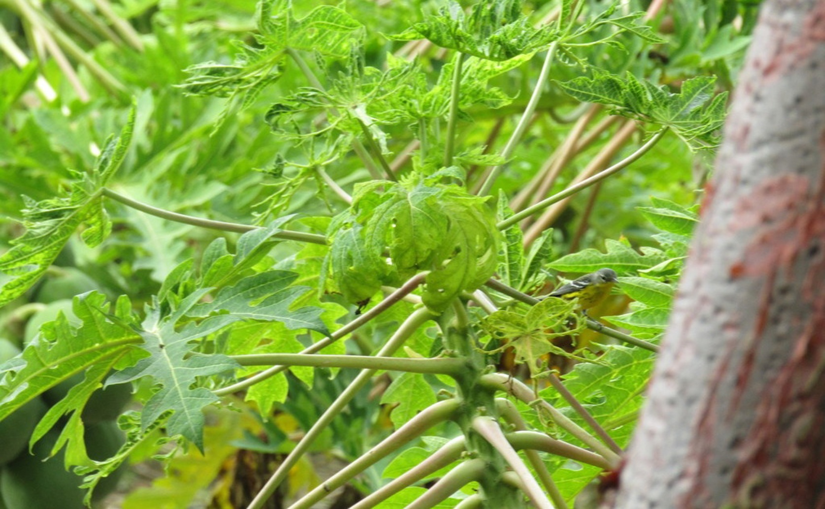 Extending Papaya Freshness and Shelf Life with Organic Coating