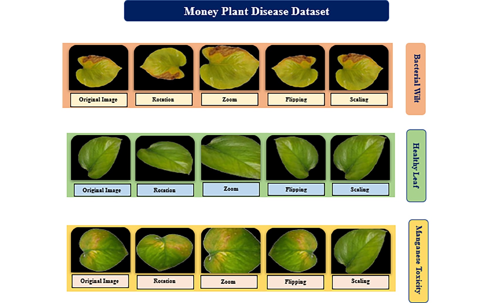 Disease Guide for Houseplants: A Complete Resource for Identifying Plant Issues