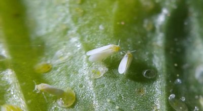 Effectiveness of Plant Extracts Compared to Insecticide on Two Whitefly Species