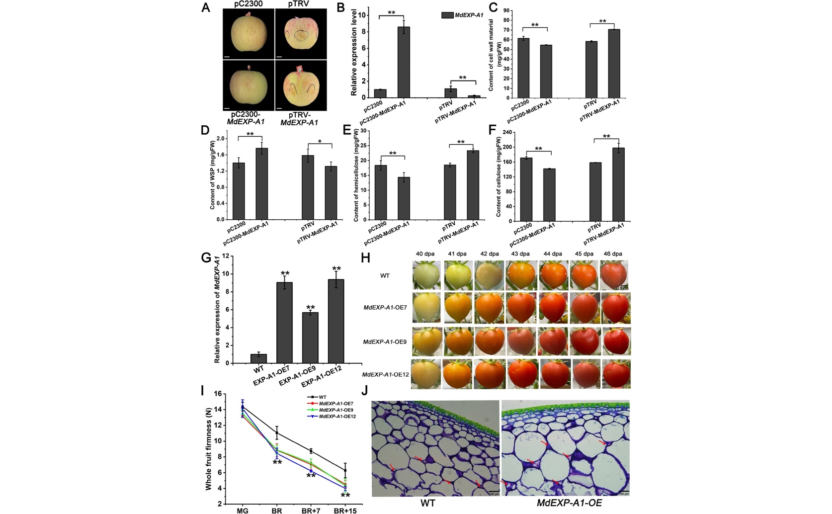 Genetic Variation in Expansin Protein Affects Apple Firmness at Harvest