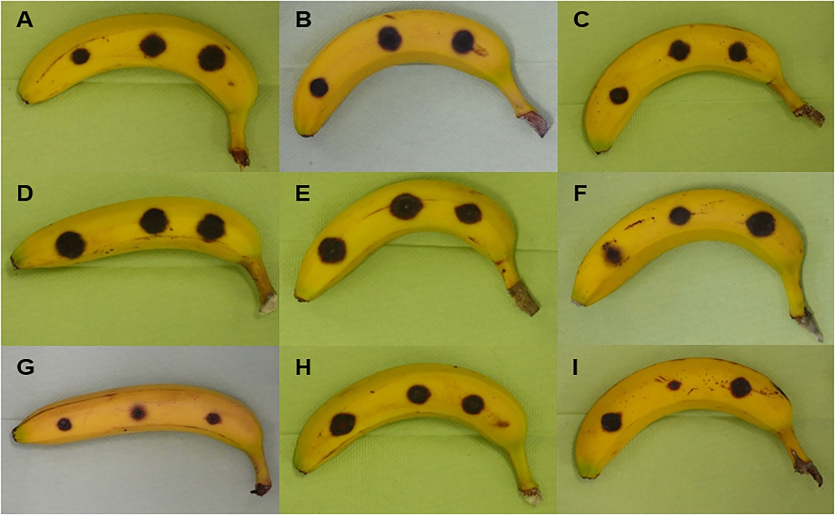 Understanding How Helpful Fungi Can Fight Banana Diseases