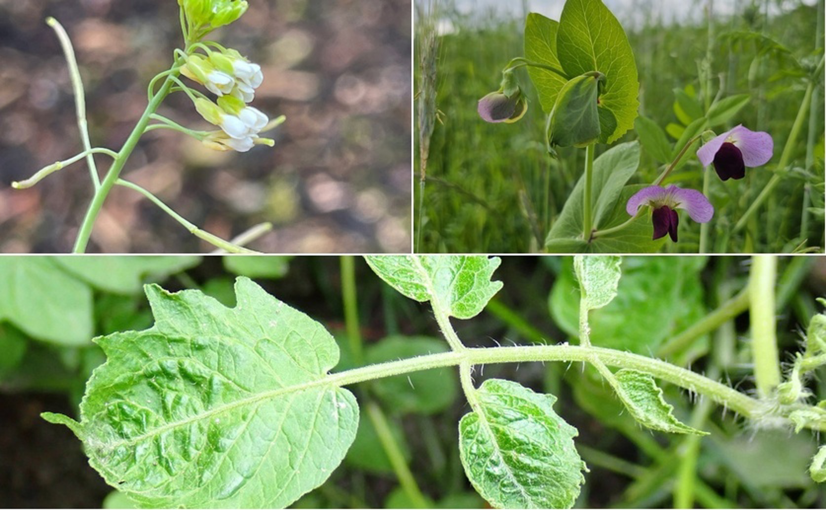 How Dehydration Triggers Key Gene Activity in a Wide Range of Plants
