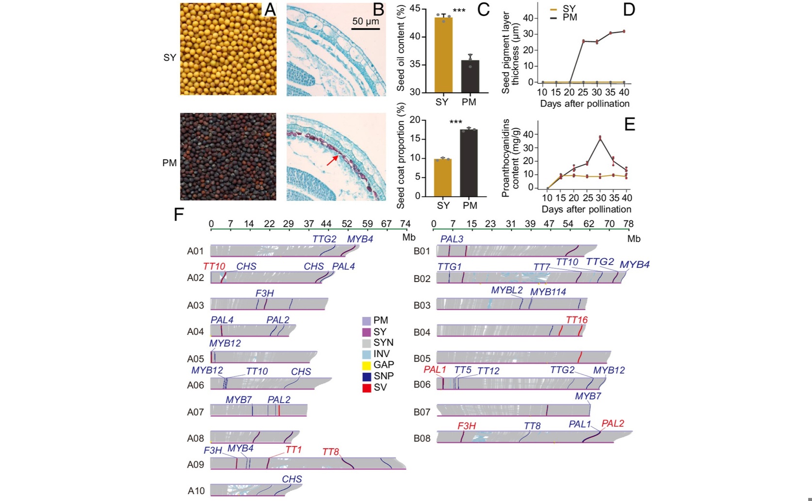 Gene Variations Linked to Yellow Seeds with Higher Oil Content in Mustard Plants