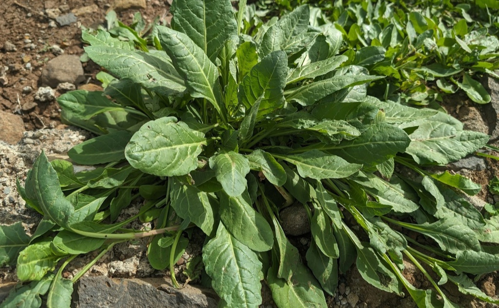 Using RNA Analysis and AI to Find Disease Resistance Markers in Sugar Beet