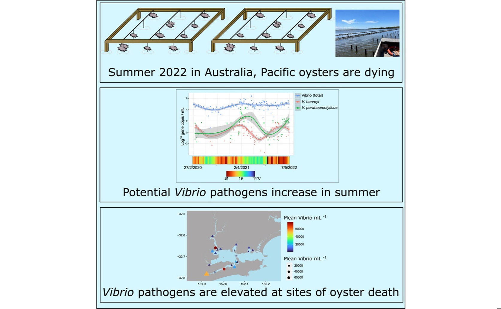 Link Between Oyster Deaths and Rising Levels of Harmful Bacteria in Water