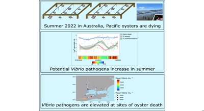 Link Between Oyster Deaths and Rising Levels of Harmful Bacteria in Water