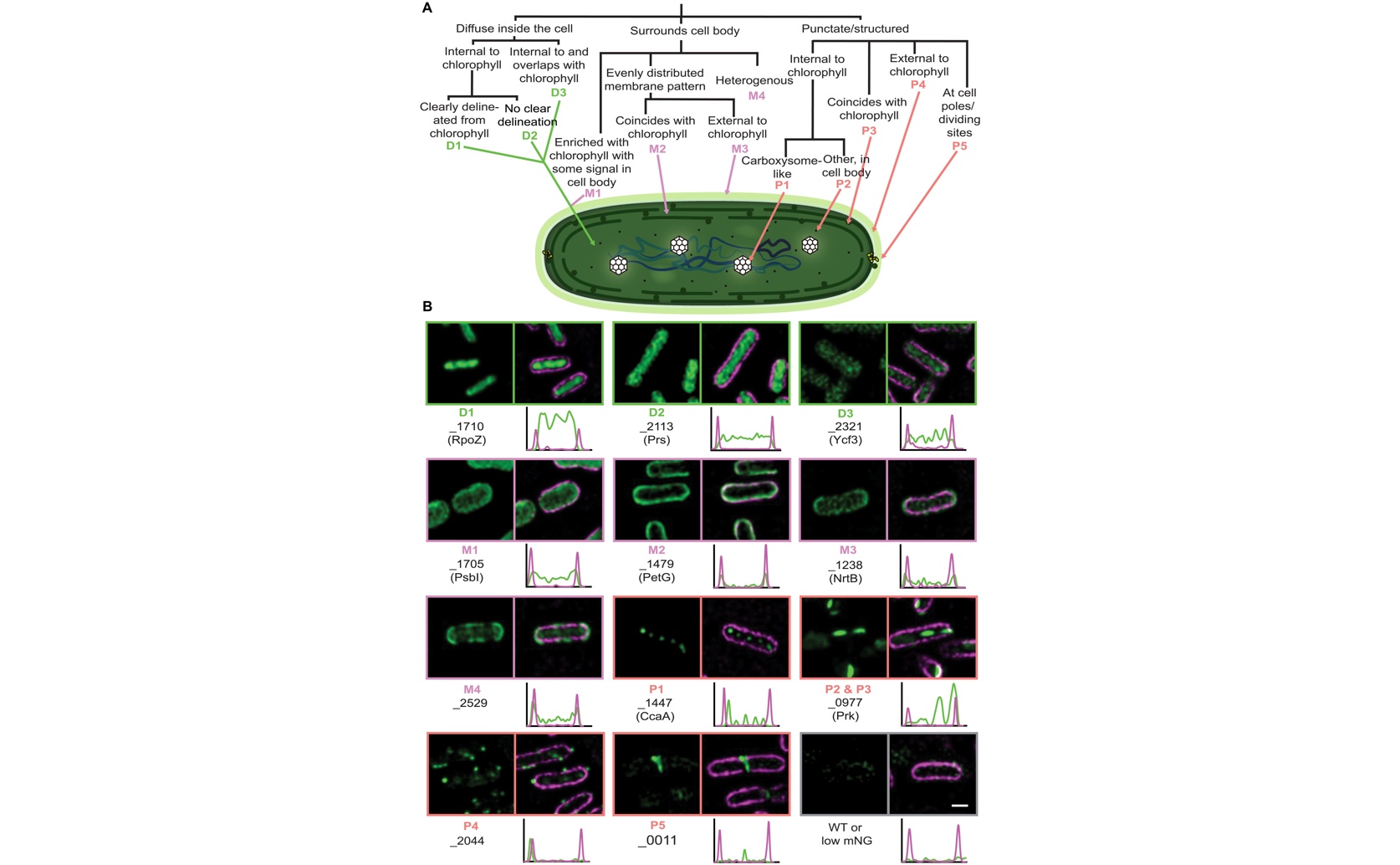 New Tool Speeds Up Protein Function Discovery in Photosynthetic Organisms